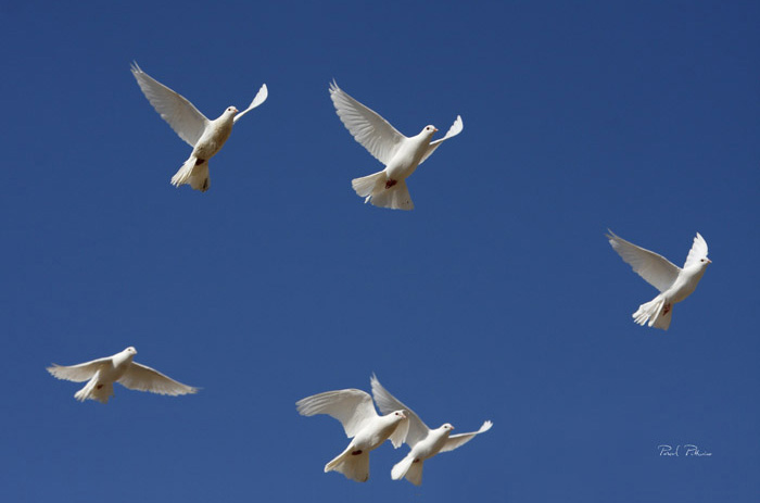 Vol de pigeons blancs