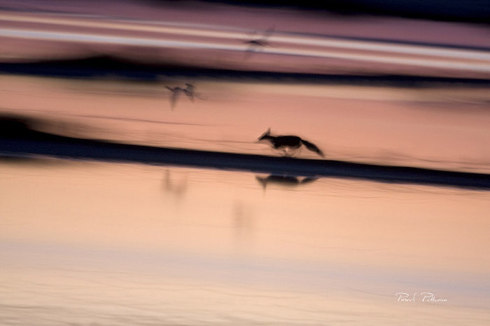 Renard dans les marais de Giens - Photo Pascal Pittorino
